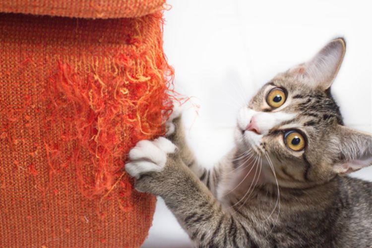 Cara Mengatasi Kebiasaan Kucing yang Merusak Perabotan Rumah